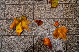Automne;Autumn;Champs-Elysees;Champs-Élysées;Fall;Feuilles;Feuilles-mortes;Humide;Kaleidos;Kaleidos-images;Leaves;Mouillé;Pluie;Rain;Tarek-Charara;Wet